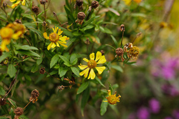 Yellow flowers blooming and wilting in the garden Karlin, Prague