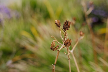 Dry plant standing in a green meadow background Karlin, Prague