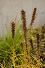 Dry brown flowers standing tall in autumn garden Karlin, Prague