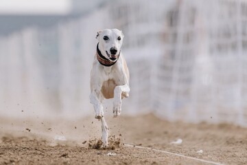 Purebred Whippet Sight Hound Running Lure Course Sprint Dog Sport