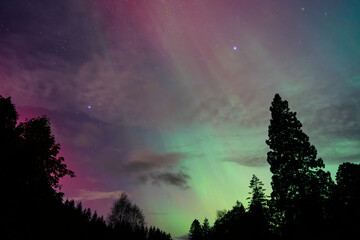 Pink and green northern lights shine above forest