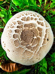 Brązowy kapelusz grzyba