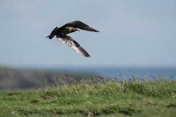 Bonxie - Great Skua (Stercorarius skua) in flight, Orkney, Scotland