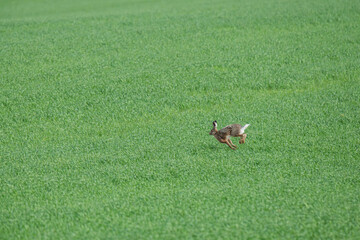 Brown hare runs across grass field, Orkney, Scotland