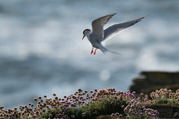 Arctic Tern lands at nesting area, Orkney, Scotland