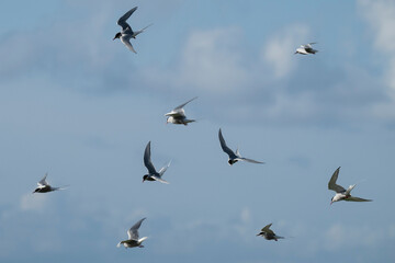 Obraz premium Flock of Arctic Tern (Sterna paradisaea) in flight, Orkney, Scotland