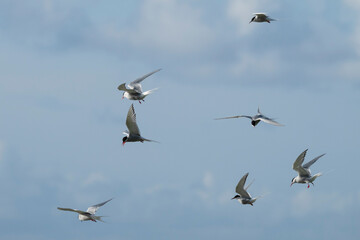 Flock of Arctic Tern (Sterna paradisaea) in flight, Orkney, Scotland