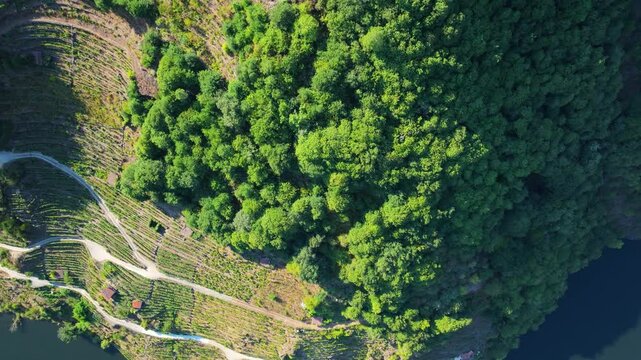 Topdown View Of Vineyards Along Minho River. Aerial Shot