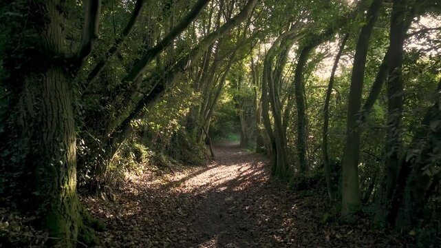 Wilderness Trail Through Mossy Trees At Sunrise. Dolly Shot