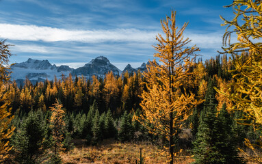 Mountains and yellow larch trees in fall in Larch Valley, Canada.