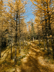Fototapeta premium Hiking trail through yellow larch trees in Larch Valley, Canada.