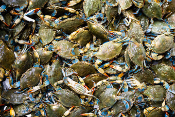 A crab background. The crab seafood concept. Portunus pelagicus, blue crabs, blue manna crabs. A fresh, raw flowers crabs. Seafood market. A background for a market or a restaurant menu.