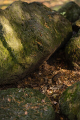 Close-up of a large rock covered in moss and dry spruce needles.