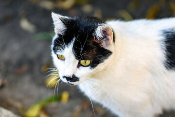 portrait of a cat