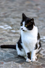 portrait of a cat