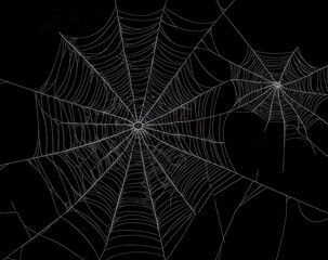 Hyperrealistic Halloween Spider Web Vector Illustration on Black Background - High Quality, Detailed, and Seamless Digital Design