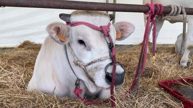 Mucca di razza chianina ad una fiera