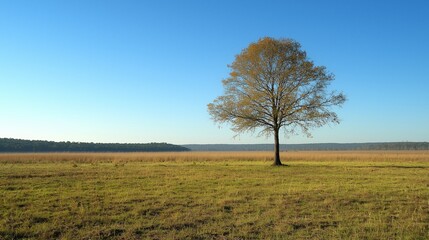 Lone Tree in Peaceful Nature Scene under Clear Sky