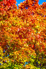 Yellow autumn maple leaves. Sunny autumn day. Fall in nature. Natural autumn fall background. Golden season. Bright orange and red leaf colors. Maple leaves in autumn sunny day.