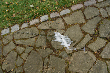 A solitary white feather rests gently upon a stone walkway, creating a beautiful contrast against...