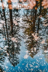  The reflection of trees in a puddle's surface