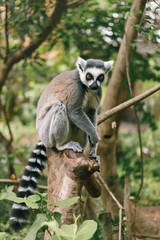 Obraz premium A gray lemur with large eyes and a long tail sitting on a tree branch in a lush green environment