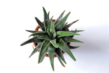 Haworthia Univers, top view, white background