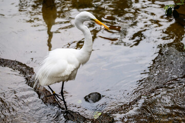 In a serene setting, a beautiful white bird with a bright yellow beak is gracefully standing still in the calm waters of the lake