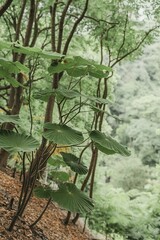 Obraz premium Tree leaves in the nature