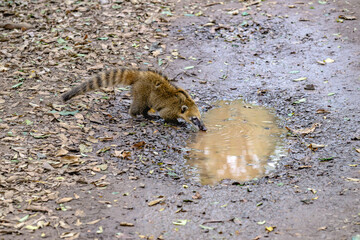 A small animal, perhaps a hungry rodent or a curious fawn, is drinking water from a puddle,...