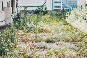 雑草が生えた住宅街の空き地 © beeboys