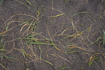 Close up of natural texture, color and shape from Iceland. Beautiful abstract and artistic nature for background.