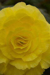黄色いバラのクローズアップ