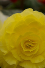 黄色いバラのクローズアップ