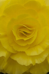 黄色いバラのクローズアップ