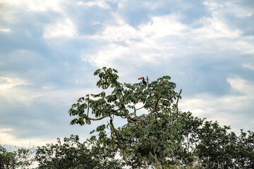 A beautiful bird is resting comfortably on a sturdy tree branch with a stunning blue sky as its backdrop, creating a picturesque scene