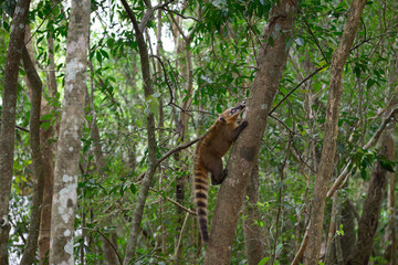 A small squirrel is hanging from a high tree branch in the lush green woods, enjoying the beautiful surroundings of nature