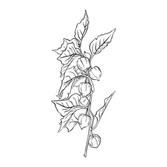 Physalis branch composition. Physalis vector illustration. Simple line drawing Superfood Physalis Tsiplukan Fruit