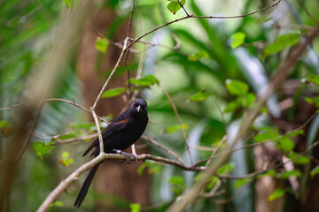 A beautiful black bird is elegantly perched on a sturdy tree branch amidst the lush greenery of the woods surrounding it