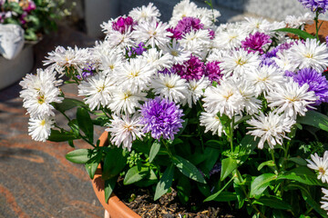 Close up of China aster flower (Callistephus chinensis) in white and purple color