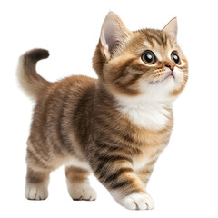 Obraz premium Playful Kitten with Bright Eyes and Soft Fur