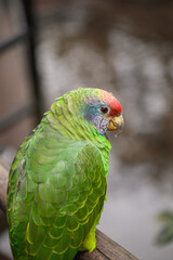 A vibrant green parrot adorned with a striking red head is currently perched gracefully on a wooden railing, enjoying the view