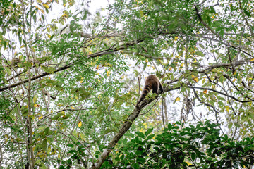 Fototapeta premium A monkey is comfortably sitting perched on a sturdy tree branch high up in the lush woods surrounded by various vegetation and wildlife