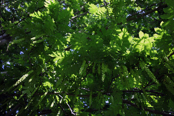 Emmanuel College - St Andrew's Street - Cambridge - Cambridgeshire - England - UK