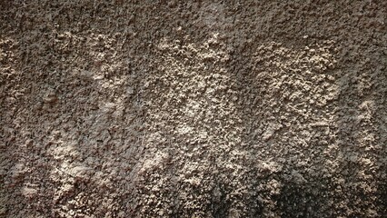 Cement Texture of Wood at Hot Sunny Day