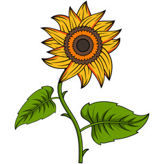 Sunflower Illustration With Outline