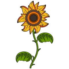 Fototapeta premium Sunflower Illustration With Outline