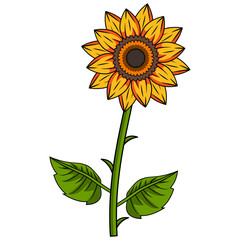 Sunflower Illustration With Outline