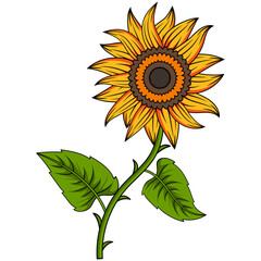 Fototapeta premium Sunflower Illustration With Outline