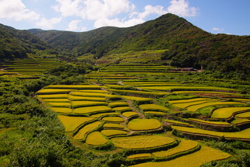 棚田